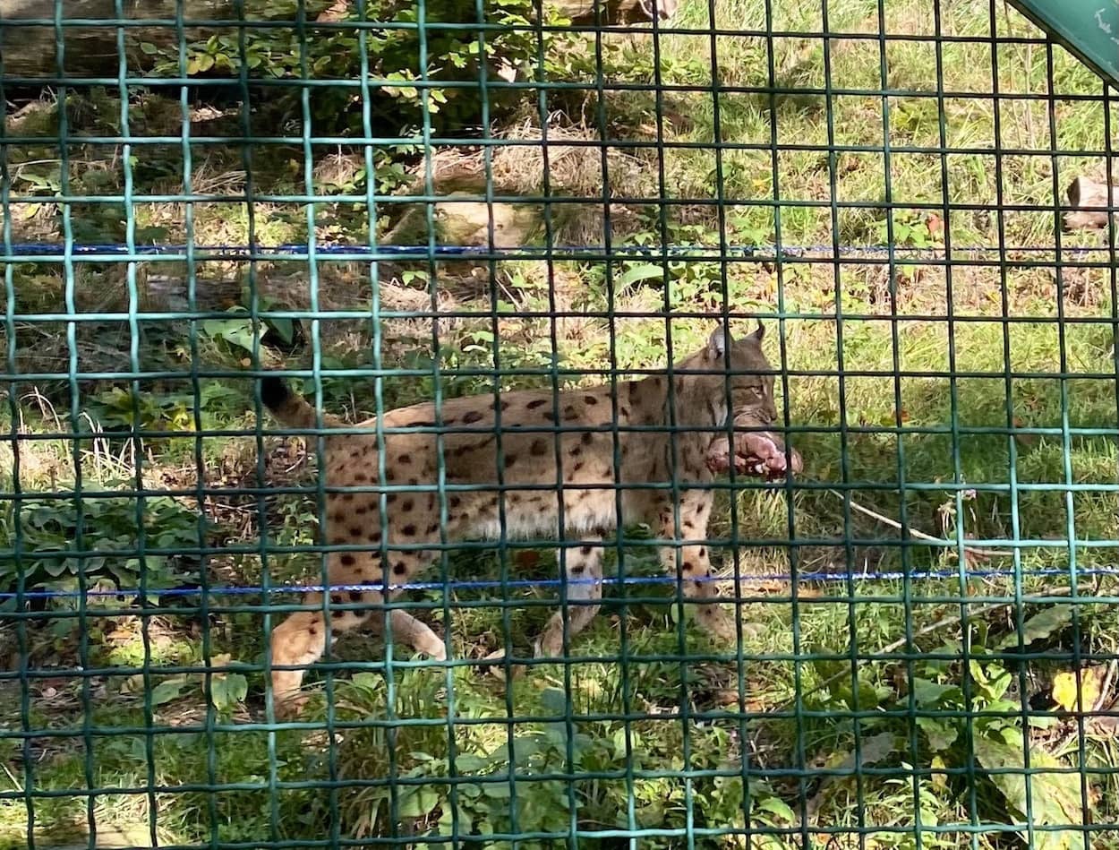 Bad Harzburg &ndash; das Luchsgehege