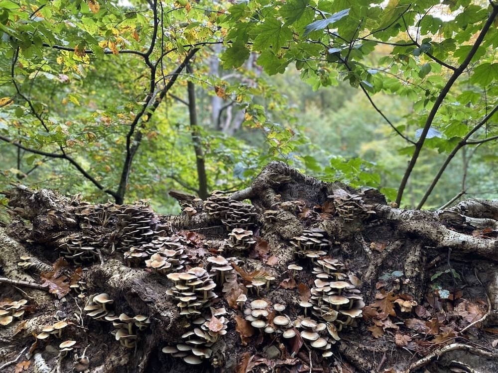 Auf dem Weg zur Rabenklippe