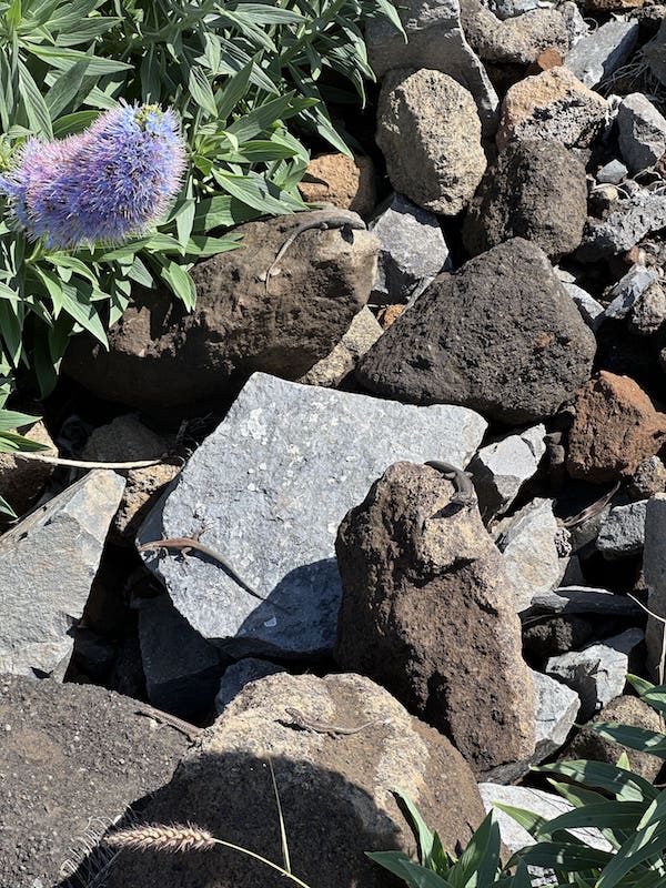 &Uuml;berall anzutreffen: die Madeira-Mauereidechsen