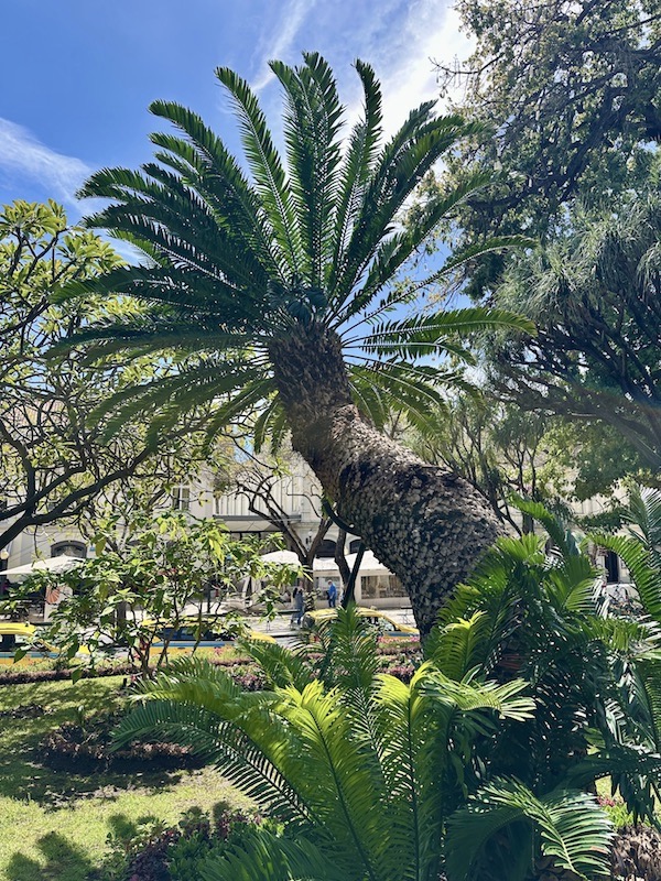 Der Stadtpark in Funchal, wundersch&ouml;n und liebevoll gestaltet