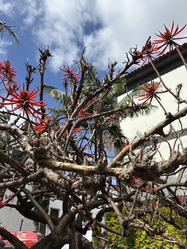 Der Stadtpark in Funchal, wundersch&ouml;n und liebevoll gestaltet
