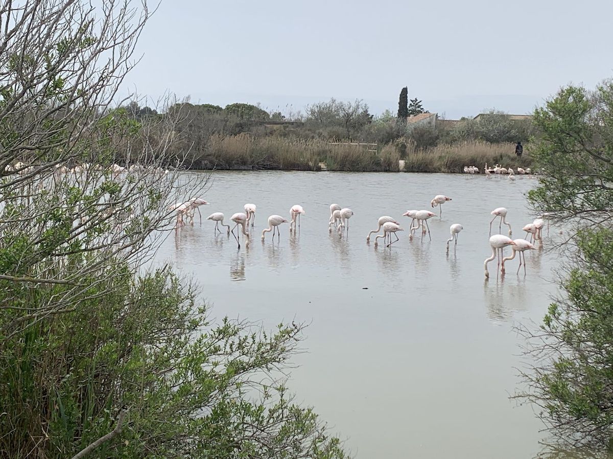 Die Landschaft der Camargue ist sehr wechslungsreich. D&uuml;nen, lange Str&auml;nde und Salinen wechseln sich mit Sumpf- und Feuchtgebiete. &Uuml;ber 500 Vogelarten in Frankreich leben oder rasten hier, darunter auch die rosa Flamingos.
