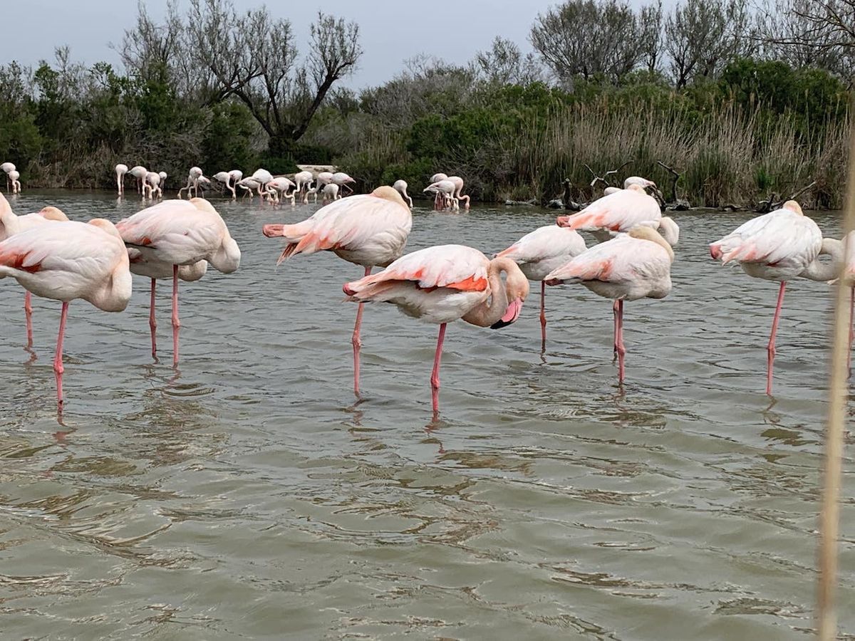 Die Landschaft der Camargue ist sehr wechslungsreich. D&uuml;nen, lange Str&auml;nde und Salinen wechseln sich mit Sumpf- und Feuchtgebiete. &Uuml;ber 500 Vogelarten in Frankreich leben oder rasten hier, darunter auch die rosa Flamingos.
